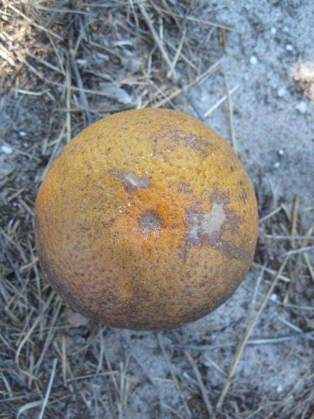              Fruit (Winter Haven, FL)       